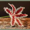 Red and White Stargazer Lilly