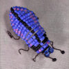 Beaded Beetle