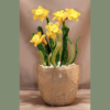 Potted Daffodils